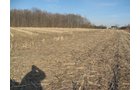 Property photo 4 - 44 Acres Offered in 3 Tracts